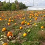 Lanni Orchards photo