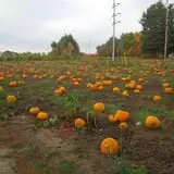 Lanni Orchards photo