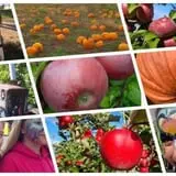 Lanni Orchards photo