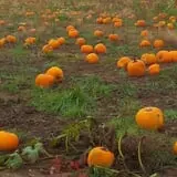 Lanni Orchards photo