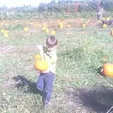 Lanni Orchards photo