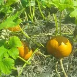 Lanni Orchards photo