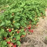 Lanni Orchards photo