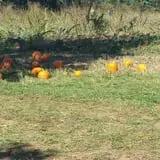 Shady Lane Farm Pumpkin Patch photo