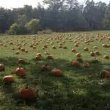 Shady Lane Farm Pumpkin Patch photo