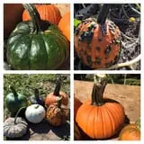 Cherry Rock Farms photo