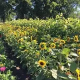 Cherry Rock Farms photo