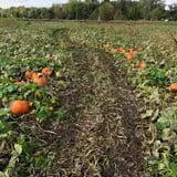 Cherry Rock Farms photo