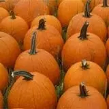 Stuart's Fruit Farm photo