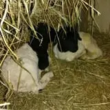 Ramsey's Farm photo