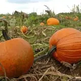 Ramsey's Farm photo