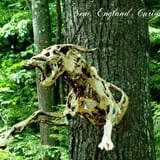 New England Curiosities Walking Tours photo