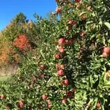 Apple Hill Farm photo