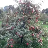Apple Hill Farm photo