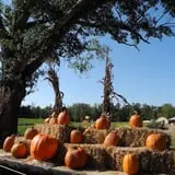Buford Corn Maze & Haunted Forest photo
