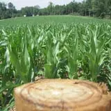 Buford Corn Maze & Haunted Forest photo