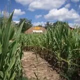 Buford Corn Maze & Haunted Forest photo