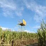 Corn Maze