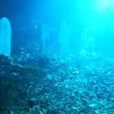 Haunted Forest