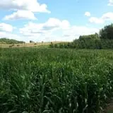 Thompsons' Hillcrest Orchard photo