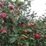 Thompsons' Hillcrest Orchard photo