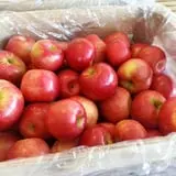 Thompsons' Hillcrest Orchard photo
