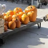 Thompsons' Hillcrest Orchard photo
