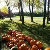 Thompsons' Hillcrest Orchard photo