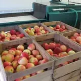 Thompsons' Hillcrest Orchard photo