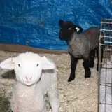 Clover Nook Farm photo