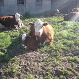 Clover Nook Farm photo