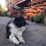 Clover Nook Farm photo