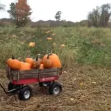 Clover Nook Farm photo