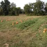 Clover Nook Farm photo