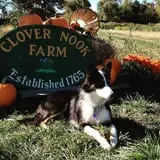 Clover Nook Farm photo