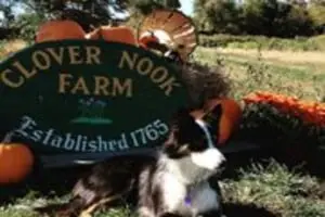Clover Nook Farm