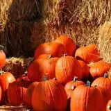Lapoint Corn Maze & Pumpkin Patch photo