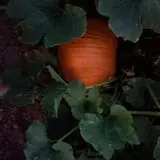 Lapoint Corn Maze & Pumpkin Patch photo