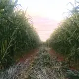 Lapoint Corn Maze & Pumpkin Patch photo