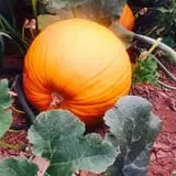 Lapoint Corn Maze & Pumpkin Patch photo