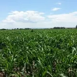 Lapoint Corn Maze & Pumpkin Patch photo