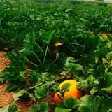 Lapoint Corn Maze & Pumpkin Patch photo