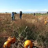 Lapoint Corn Maze & Pumpkin Patch photo