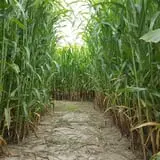 Maze Craze at Galloway Farm photo