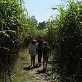 Maze Craze at Galloway Farm photo