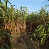 Maze Craze at Galloway Farm photo