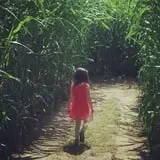Maze Craze at Galloway Farm photo