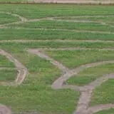 Maze Craze at Galloway Farm photo