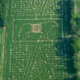 Maze Craze at Galloway Farm photo