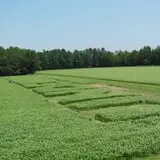 Maze Craze at Galloway Farm photo